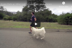 Lupo Gets a Little Lost in Luscious Landscapes