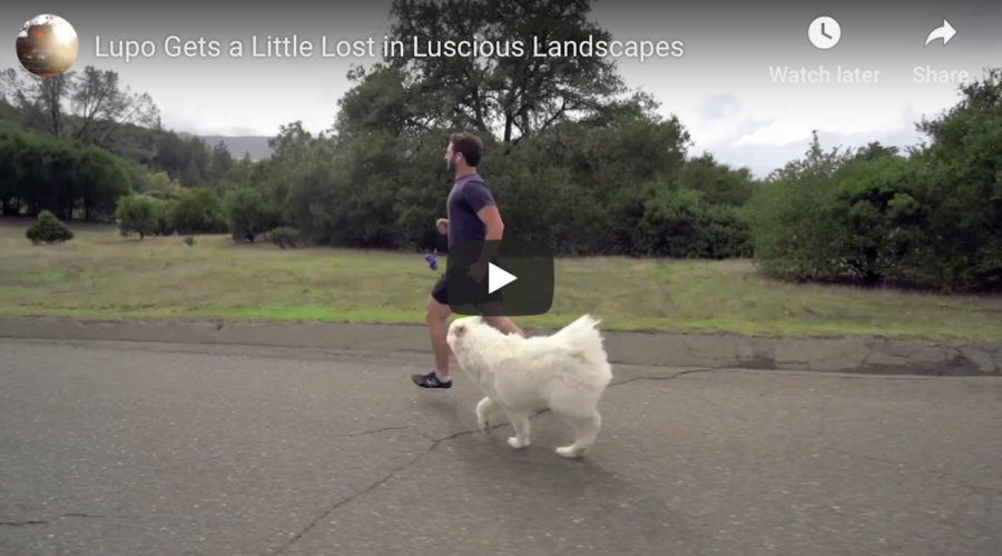 Lupo Gets a Little Lost in Luscious Landscapes