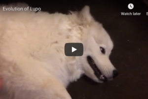 Evolution of Lupo
