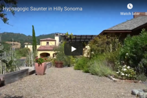 Hypnagogic Saunter in Hilly Sonoma