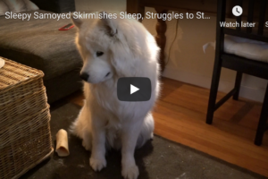 Sleepy Samoyed Skirmishes Sleep, Struggles to Stand