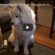 Sleepy Samoyed Skirmishes Sleep, Struggles to Stand