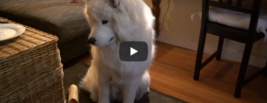 Sleepy Samoyed Skirmishes Sleep, Struggles to Stand