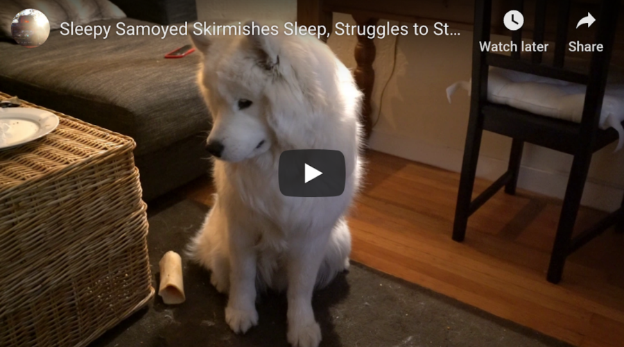 Sleepy Samoyed Skirmishes Sleep, Struggles to Stand